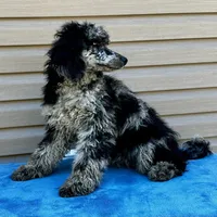 Gemma, a female Poodle - Multi-Colored Standard for sale in Union, WV – Photo 2 of 3