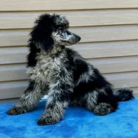 Gemma, a female Poodle - Multi-Colored Standard for sale in Union, WV – Photo 2 of 3