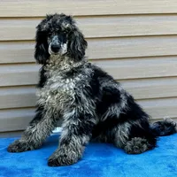 Gemma, a female Poodle - Multi-Colored Standard for sale in Union, WV – Photo 1 of 3