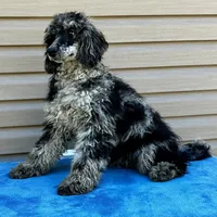 Gemma, a female Poodle - Multi-Colored Standard for sale in Union, WV – Photo 3 of 3