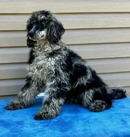 Gemma, a female Poodle - Multi-Colored Standard for sale in Union, WV – Photo 3 of 3