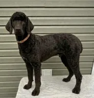 Sailor- phantom, a male Poodle - Standard  for sale in Union, WV – 2 of 3