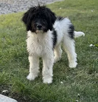 Skylar , a female Bernedoodle for sale in Union, WV – 3 of 3