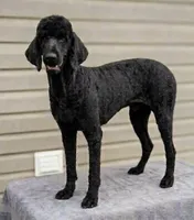 Macy , a female Poodle - Standard  for sale in Union, WV – 2 of 3