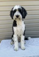 Gwen , a female Sheepadoodle for sale in Union, WV – 3 of 3
