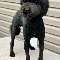 Jetson, a male Poodle - Standard  for sale in Union, WV – Photo 2 of 7