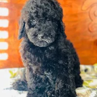 Jetson, a male Poodle - Standard  for sale in Union, WV – Photo 6 of 7