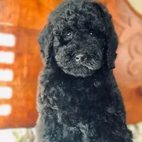 Jetson, a male Poodle - Standard  for sale in Union, WV – Photo 5 of 7