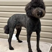 Jetson, a male Poodle - Standard  for sale in Union, WV – Photo 1 of 7