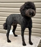 processed/effdfd37-f766-4692-a92b-8b56e2c5d9e9/listing/cc87dde0-9f24-4a52-981a-6966b899e341/4961e50c-c23b-4508-9d67-f3ee22aef3cd