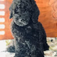 Jetson, a male Poodle - Standard  for sale in Union, WV – Photo 7 of 7