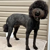 Jetson, a male Poodle - Standard  for sale in Union, WV – Photo 4 of 7