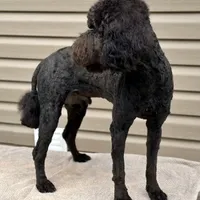 Jetson, a male Poodle - Standard  for sale in Union, WV – Photo 3 of 7