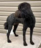 processed/effdfd37-f766-4692-a92b-8b56e2c5d9e9/listing/cc87dde0-9f24-4a52-981a-6966b899e341/d1636484-14a7-4811-9e3c-94dc65c423f8