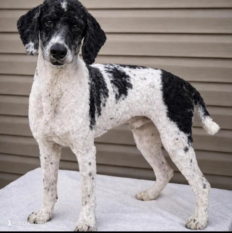 Cash – Poodle - Multi-Colored Standard, Poodle - Standard  puppy for sale in Union, WV
