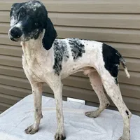 Cash, a male Poodle - Multi-Colored Standard and Poodle - Standard  for sale in Union, WV – Photo 2 of 3