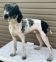 Cash, a male Poodle - Multi-Colored Standard and Poodle - Standard  for sale in Union, WV – Photo 2 of 3