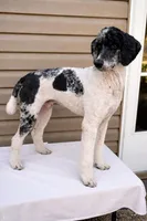 Cash, a male Poodle - Multi-Colored Standard and Poodle - Standard  for sale in Union, WV – 3 of 3
