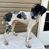 Cash, a male Poodle - Multi-Colored Standard and Poodle - Standard  for sale in Union, WV – Photo 3 of 3