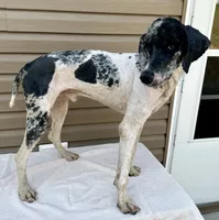 Cash, a male Poodle - Multi-Colored Standard and Poodle - Standard  for sale in Union, WV – Photo 3 of 3