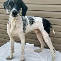 Cash, a male Poodle - Multi-Colored Standard and Poodle - Standard  for sale in Union, WV – Photo 1 of 3