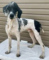 Cash, a male Poodle - Multi-Colored Standard and Poodle - Standard  for sale in Union, WV – Photo 1 of 3