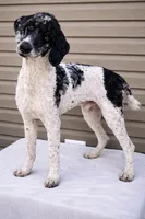 Cash, a male Poodle - Multi-Colored Standard and Poodle - Standard  for sale in Union, WV – 2 of 3