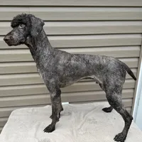 Stetson, a male Poodle - Multi-Colored Standard and Poodle - Standard  for sale in Union, WV – Photo 3 of 4