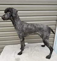 Stetson, a male Poodle - Multi-Colored Standard and Poodle - Standard  for sale in Union, WV – Photo 3 of 4