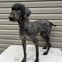 Stetson, a male Poodle - Multi-Colored Standard and Poodle - Standard  for sale in Union, WV – Photo 4 of 4