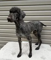Stetson, a male Poodle - Multi-Colored Standard and Poodle - Standard  for sale in Union, WV – Photo 4 of 4