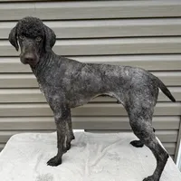 Stetson, a male Poodle - Multi-Colored Standard and Poodle - Standard  for sale in Union, WV – Photo 2 of 4