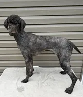 Stetson, a male Poodle - Multi-Colored Standard and Poodle - Standard  for sale in Union, WV – Photo 2 of 4