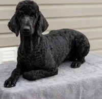 Macy , a female Poodle - Standard  for sale in Union, WV – 3 of 3