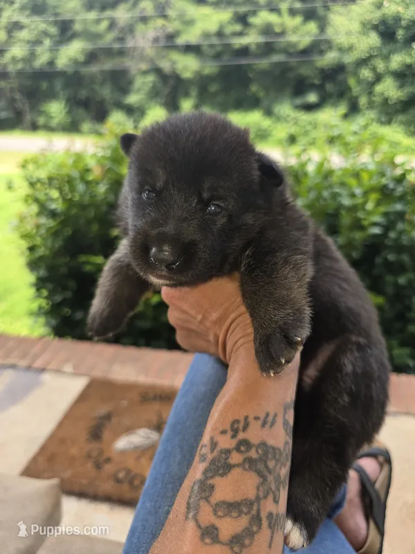Carolina – German Shepherd Dog puppy for sale in Forest City, NC