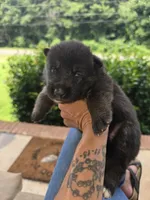 Carolina, a female German Shepherd Dog for sale in Forest City, NC – 2 of 6