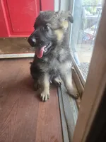 Thor, a male German Shepherd Dog for sale in Forest City, NC – 8 of 10