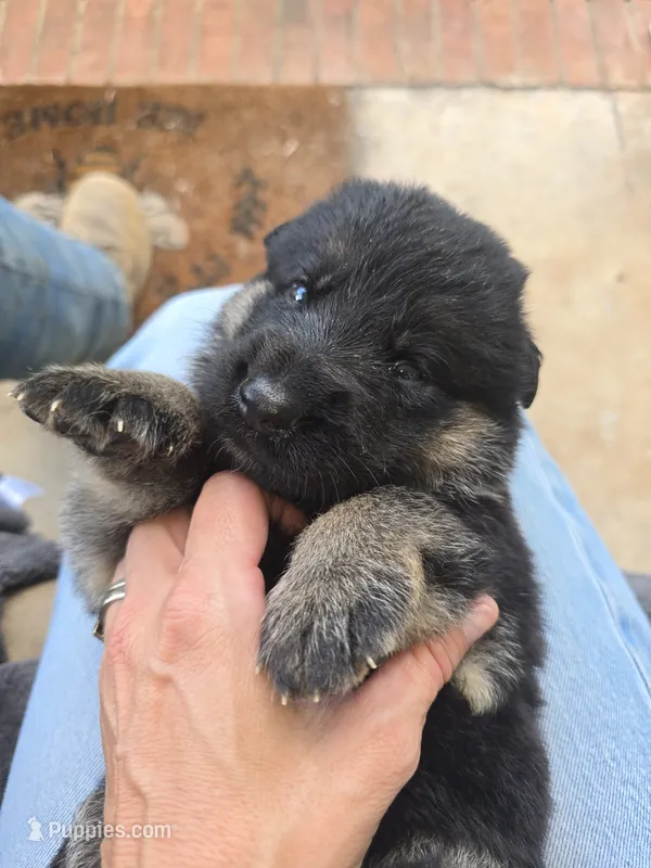 Zeus – German Shepherd Dog puppy for sale in Forest City, NC