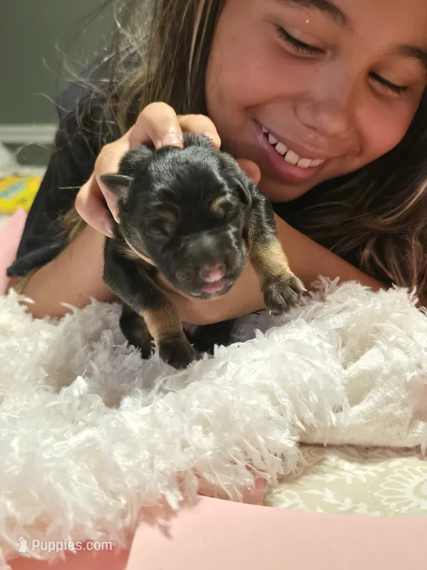 Tyson – German Shepherd Dog puppy for sale in Forest City, NC