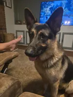 Diesel , a male German Shepherd Dog for sale in Forest City, NC – 5 of 6