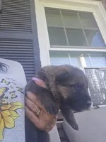 Apollo, a male German Shepherd Dog for sale in Forest City, NC – 7 of 7
