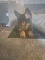 Kia, a female German Shepherd Dog for sale in Forest City, NC – 10 of 10