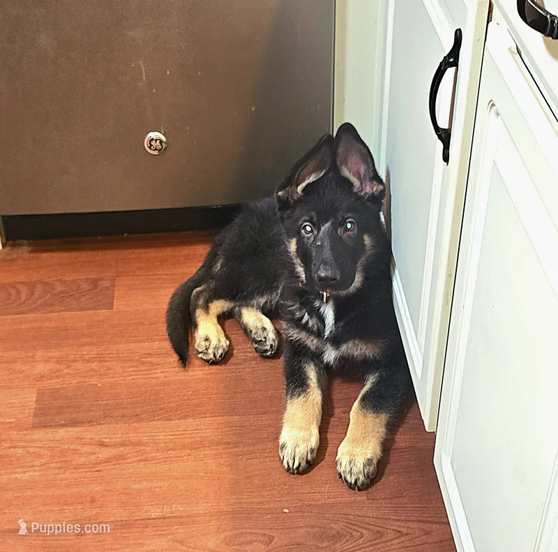 Thor – German Shepherd Dog puppy for sale in Forest City, NC