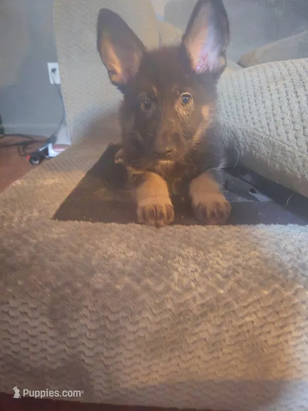 Kia – German Shepherd Dog puppy for sale in Forest City, NC