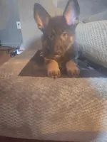 Kia, a female German Shepherd Dog for sale in Forest City, NC – 1 of 10