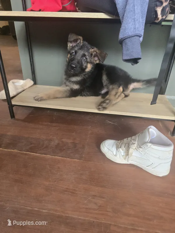Tyson – German Shepherd Dog puppy for sale in Forest City, NC