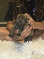 Zeus, a male German Shepherd Dog for sale in Forest City, NC – 2 of 5