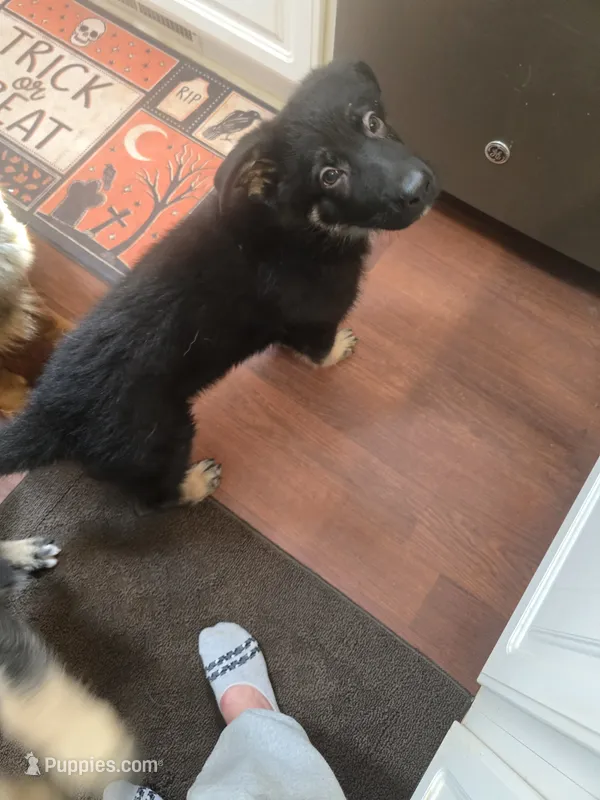 Thor – German Shepherd Dog puppy for sale in Forest City, NC