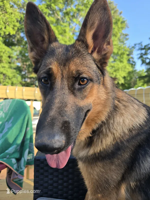 Carolina – German Shepherd Dog puppy for sale in Forest City, NC
