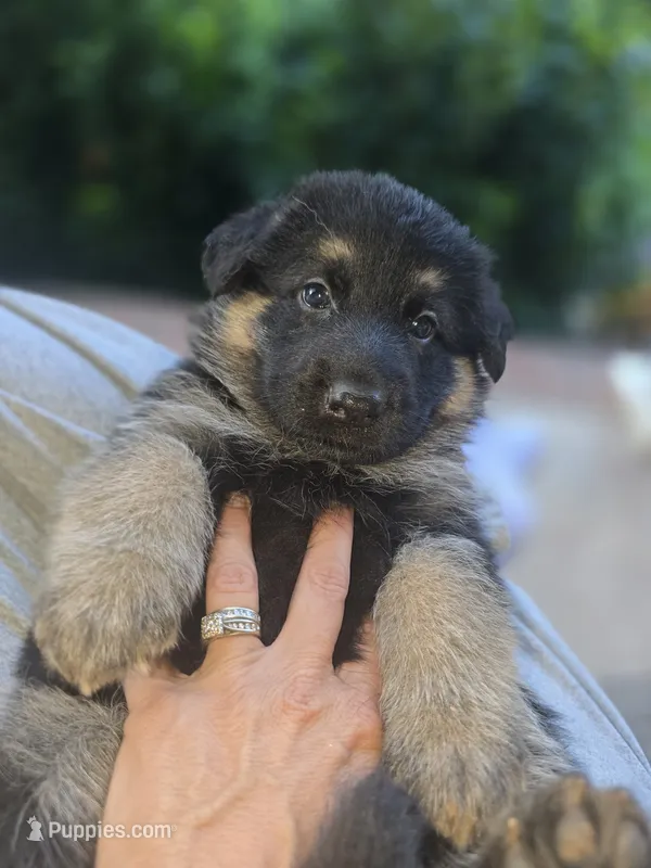 Tyson – German Shepherd Dog puppy for sale in Forest City, NC